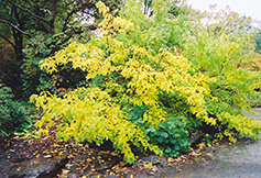 Chinese Stewartia (Stewartia sinensis) at Stonegate Gardens