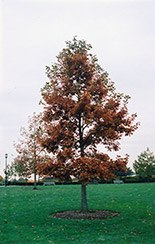 Swamp White Oak (Quercus bicolor) at Stonegate Gardens