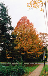 Shumard Oak (Quercus shumardii) at Stonegate Gardens