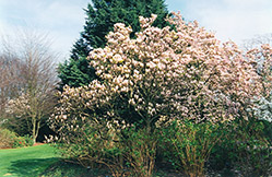 Lilliputian Saucer Magnolia (Magnolia x soulangeana 'Lilliputian') at Stonegate Gardens