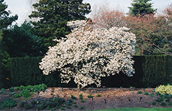 Star Magnolia (Magnolia stellata) at Stonegate Gardens