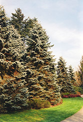 Moorheim Blue Spruce (Picea pungens 'Moerheimii') at Stonegate Gardens