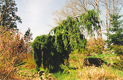 Weeping Douglas Fir (Pseudotsuga menziesii 'Pendula') at Stonegate Gardens