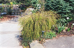 Threadleaf Arborvitae (Thuja plicata 'Filiformis') at Stonegate Gardens