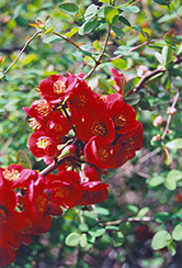 Nicoline Flowering Quince (Chaenomeles x superba 'Nicoline') at Stonegate Gardens