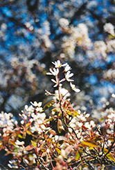 European Serviceberry (Amelanchier lamarckii) at Stonegate Gardens