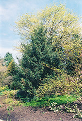 Pyramidal English Holly (Ilex aquifolium 'Pyramidalis') at Stonegate Gardens