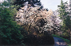 Yulan Magnolia (Magnolia denudata) at Stonegate Gardens