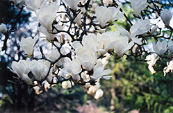 Yulan Magnolia (Magnolia denudata) at Stonegate Gardens
