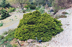 Globe Redcedar (Juniperus virginiana 'Globosa') at Stonegate Gardens
