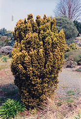 Standish Yew (Taxus baccata 'Standishii') at Stonegate Gardens