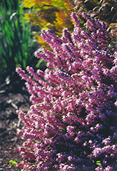 Sherwood's Early Red Heath (Erica carnea 'Sherwood's Early Red') at Stonegate Gardens