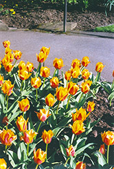 Synaeda King Tulip (Tulipa 'Synaeda King') at Stonegate Gardens