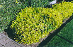 Gold Prince Wintercreeper (Euonymus fortunei 'Gold Prince') at Stonegate Gardens