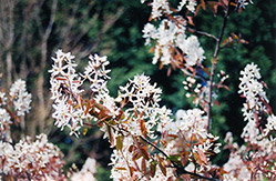Cole's Select Serviceberry (Amelanchier x grandiflora 'Cole's Select') at Stonegate Gardens