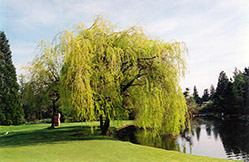 Golden Weeping Willow (Salix x sepulchralis 'Chrysocoma') at Stonegate Gardens