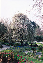 Weeping Willowleaf Pear (Pyrus salicifolia 'Pendula') at Stonegate Gardens