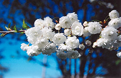 Double Flowering Sweet Cherry (Prunus avium 'Plena') at Stonegate Gardens