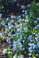 Blue Basket Forget-Me-Not (Myosotis sylvatica 'Blue Basket') at Stonegate Gardens