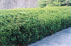 Chadwick's Yew (Taxus x media 'Chadwickii') at Stonegate Gardens