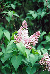 Macrostachya Lilac (Syringa vulgaris 'Macrostachya') at A Very Successful Garden Center