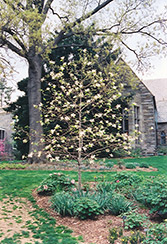 Gold Star Magnolia (Magnolia 'Gold Star') at Stonegate Gardens