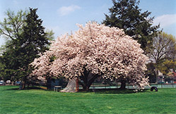 Hizakura Flowering Cherry (Prunus 'Hizakura') at Stonegate Gardens