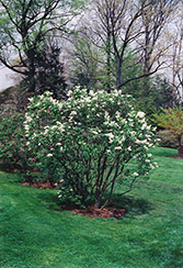 Gertrude Leslie Lilac (Syringa x hyacinthiflora 'Gertrude Leslie') at Stonegate Gardens