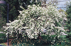 Common Pearlbush (Exochorda racemosa) at Stonegate Gardens