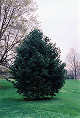 Blue Limber Pine (Pinus flexilis 'Glauca') at Stonegate Gardens