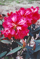 Taurus Rhododendron (Rhododendron 'Taurus') at Stonegate Gardens