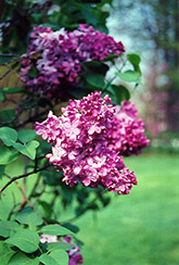 Marechal Foch Lilac (Syringa vulgaris 'Marechal Foch') at Stonegate Gardens