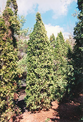Pyramidal Arborvitae (Thuja occidentalis 'Fastigiata') at Lakeshore Garden Centres