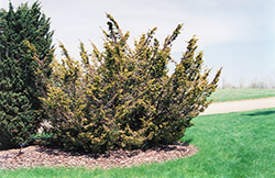 Gold Plume Juniper (Juniperus chinensis 'Plumosa Aurea') at Stonegate Gardens