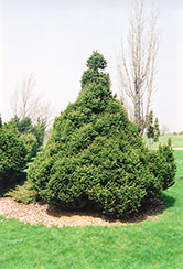 Ohlendorf Spruce (Picea abies 'Ohlendorfii') at A Very Successful Garden Center