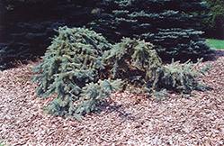 Creeping Blue Spruce (Picea pungens 'Glauca Prostrata') at Lakeshore Garden Centres