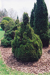 Brabant Arborvitae (Thuja occidentalis 'Brabant') at Stonegate Gardens