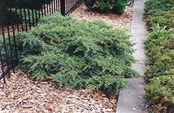 Nick's Compact Juniper (Juniperus x media 'Nick's Compact') at Stonegate Gardens