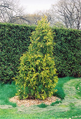 Golden Champion Arborvitae (Thuja occidentalis 'Golden Champion') at Stonegate Gardens