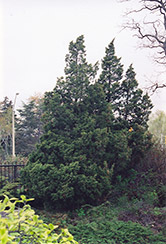 Ames Juniper (Juniperus chinensis 'Ames') at Stonegate Gardens