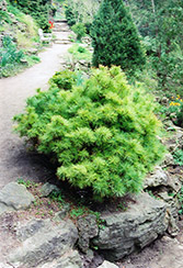 Vanderwolf's Green Globe White Pine (Pinus strobus 'Vanderwolf's Green Globe') at Stonegate Gardens