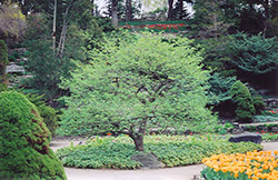 Aldenhamensis Spindle Tree (Euonymus europaeus 'var. aldenhamensis') at Stonegate Gardens