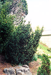 Captain Upright Yew (Taxus cuspidata 'Fastigiata') at Stonegate Gardens