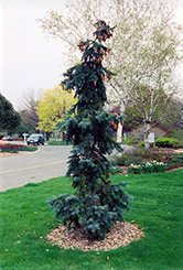 Hoto Blue Spruce (Picea pungens 'Hoto') at A Very Successful Garden Center