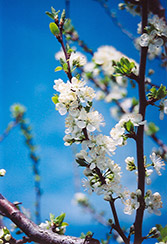Mount Royal Plum (Prunus 'Mount Royal') at Lakeshore Garden Centres