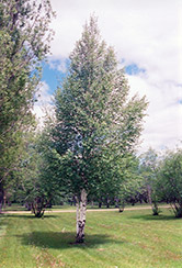 European Birch (Betula pendula) at Stonegate Gardens
