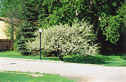Bounty Plum (Prunus nigra 'Bounty') at Stonegate Gardens