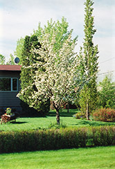 Parkland Apple (Malus 'Parkland') at A Very Successful Garden Center