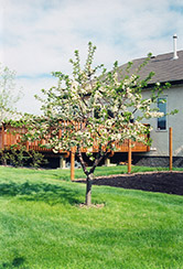 Evans Cherry (Prunus 'Evans') at Stonegate Gardens