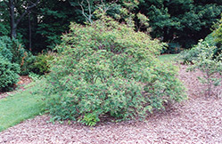 Indigo Bush (Amorpha fruticosa) at Stonegate Gardens